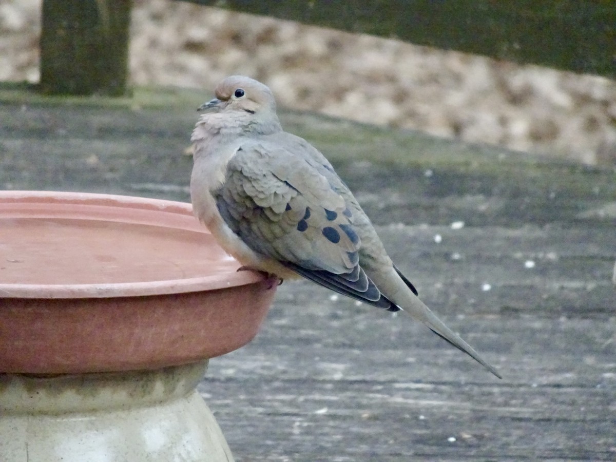 Mourning Dove - Dan Keener