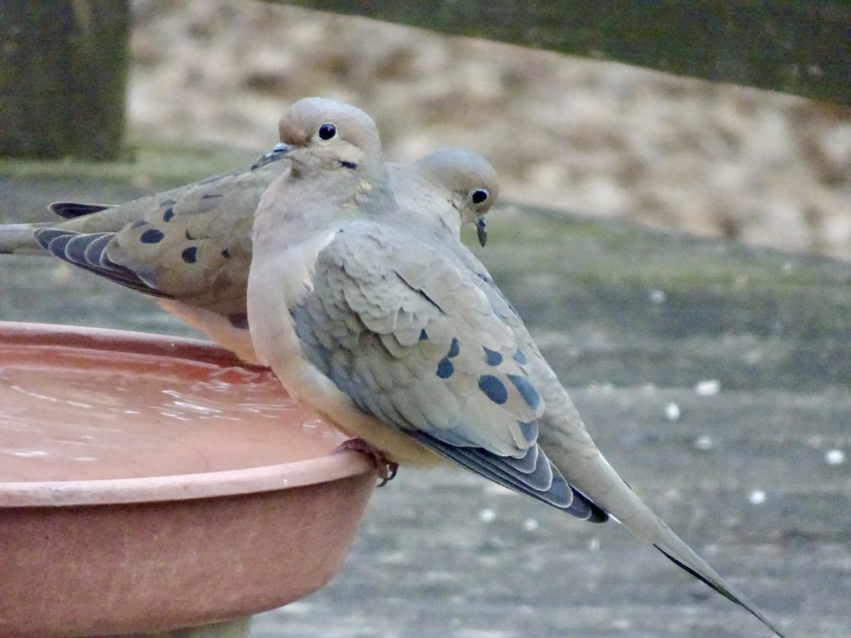 Mourning Dove - Dan Keener