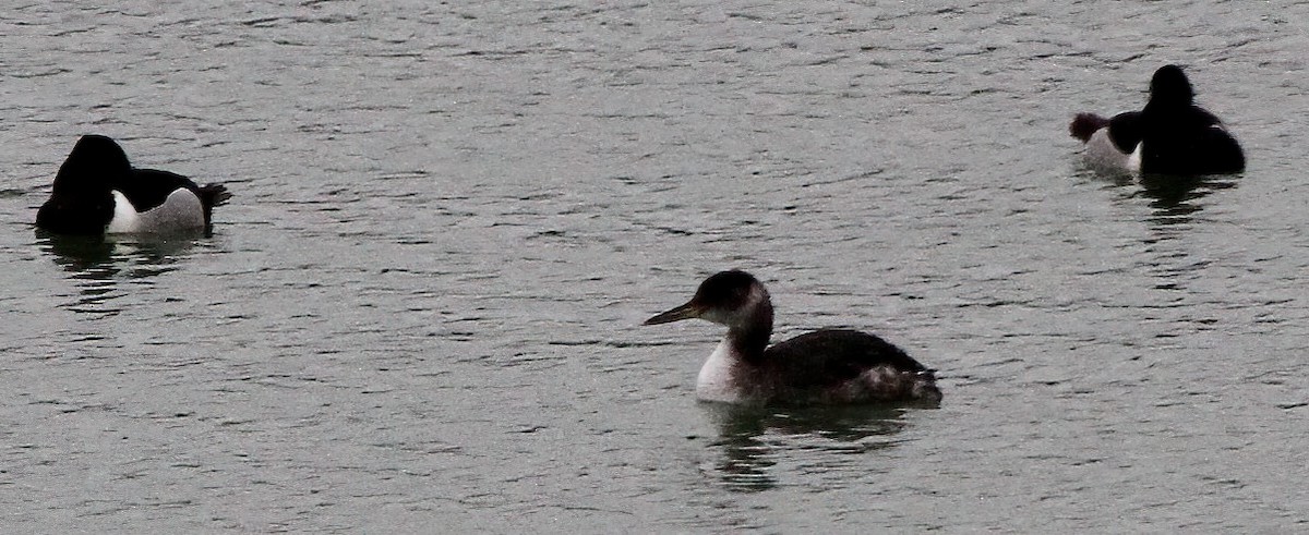 Red-necked Grebe - ML615511228