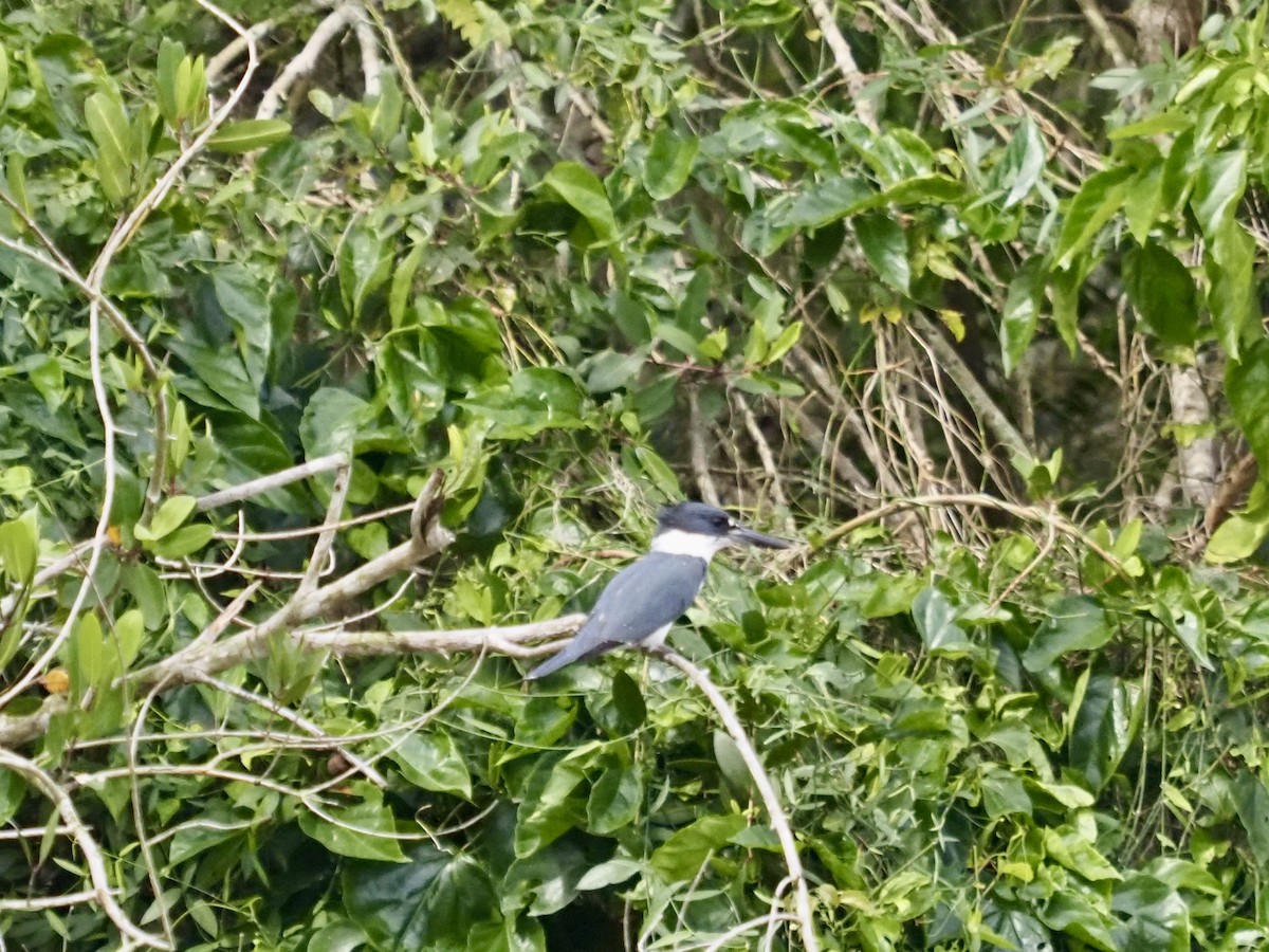 Belted Kingfisher - ML615511233