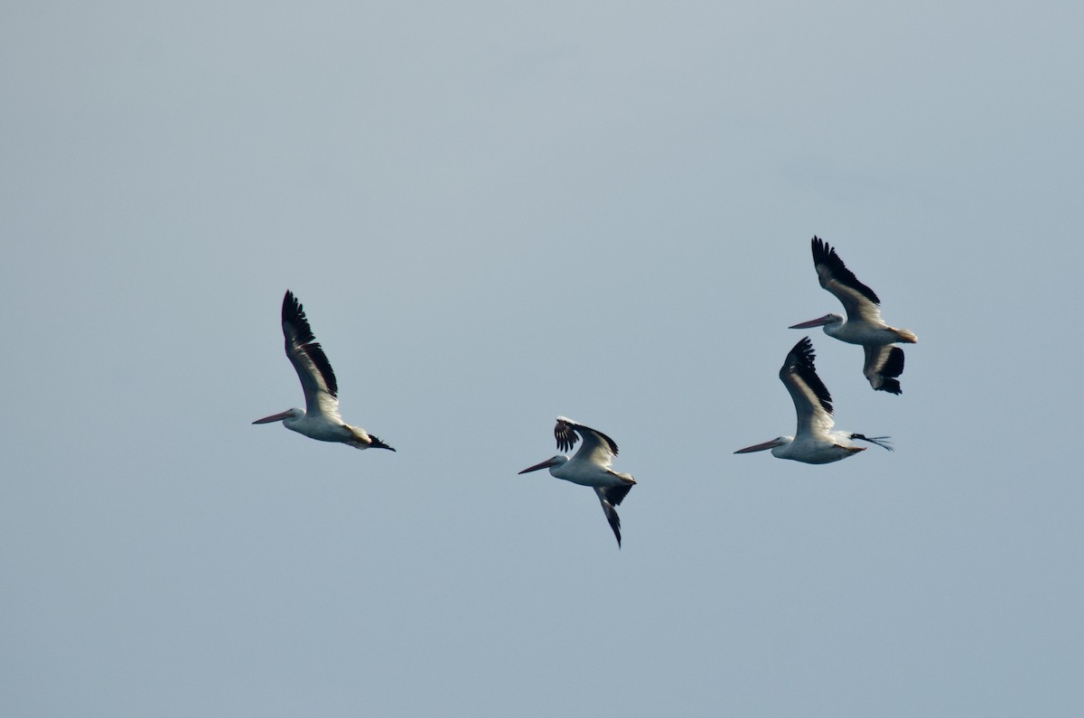 American White Pelican - ML615511372