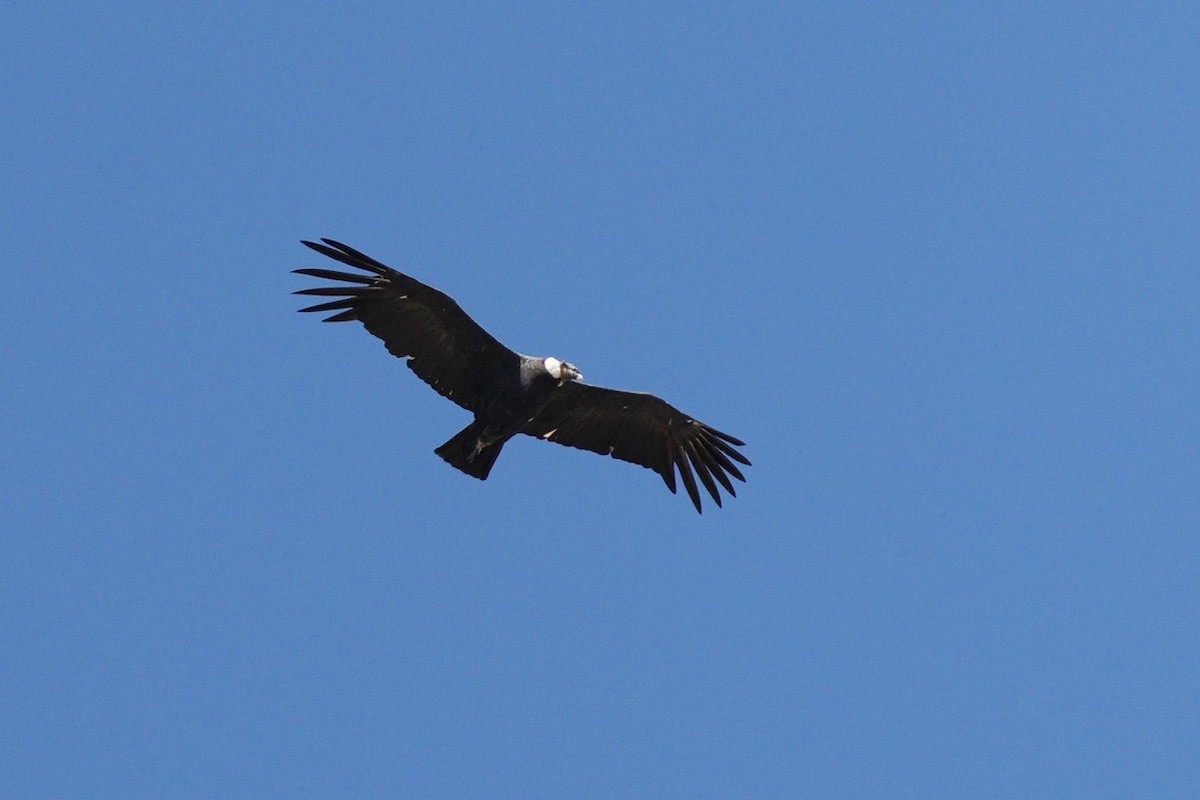 Andean Condor - ML615511410