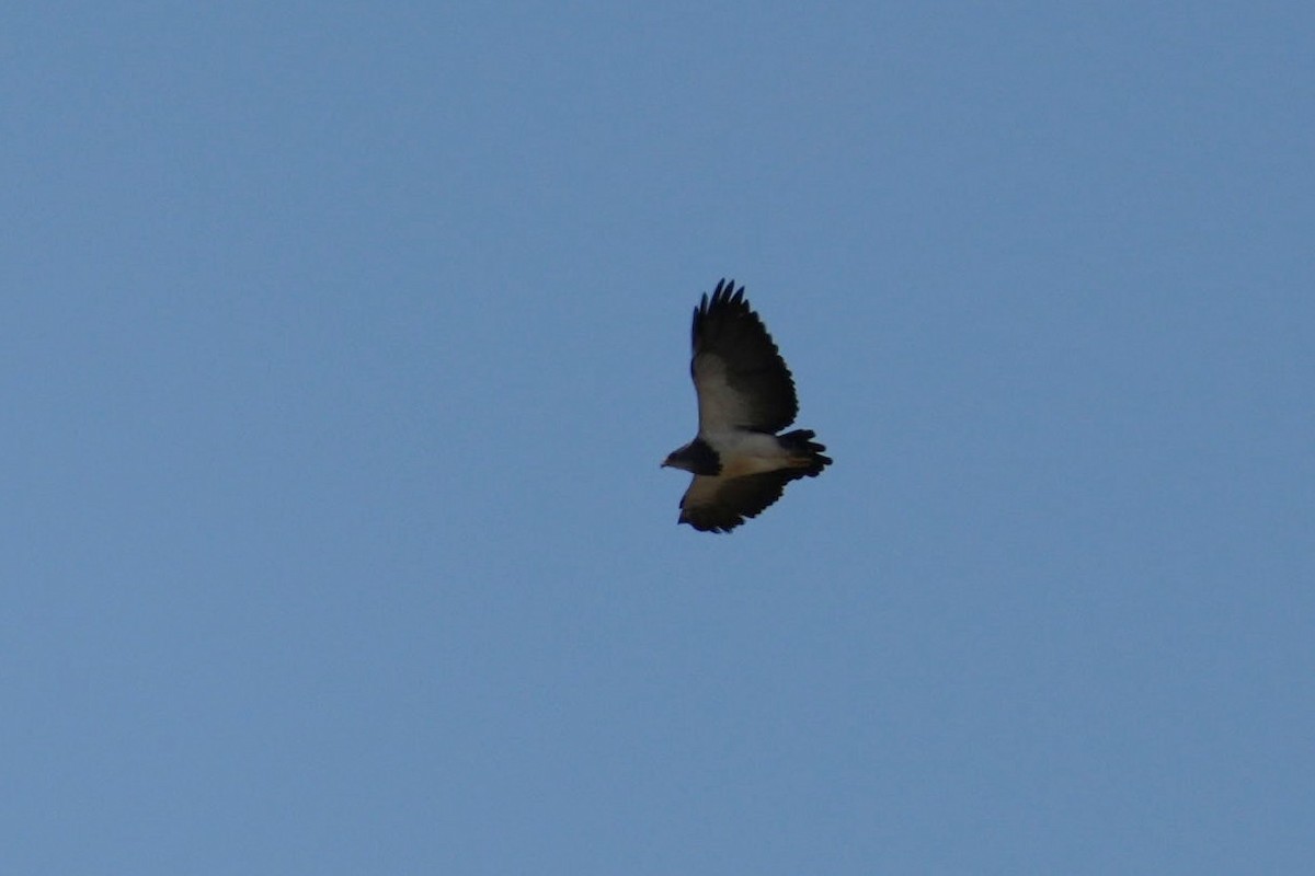 Black-chested Buzzard-Eagle - Jorge Claudio Schlemmer