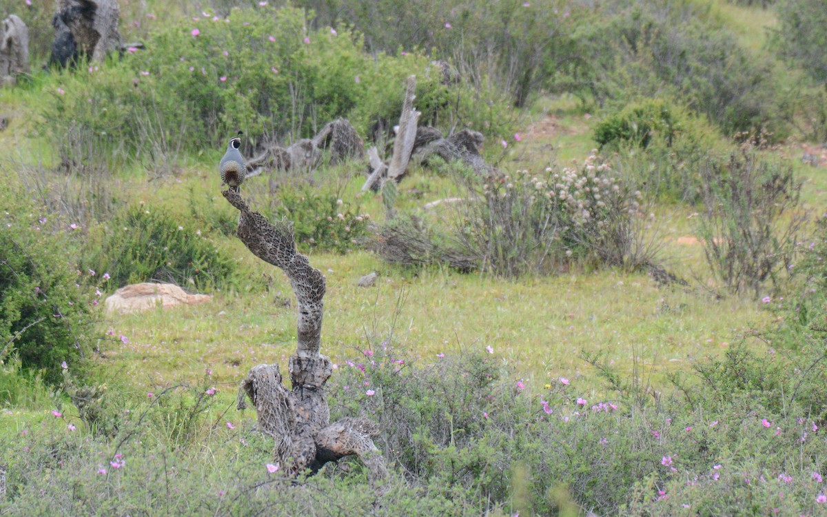 California Quail - ML615511453