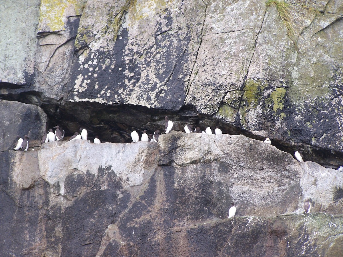 Common Murre - Frank Fogarty