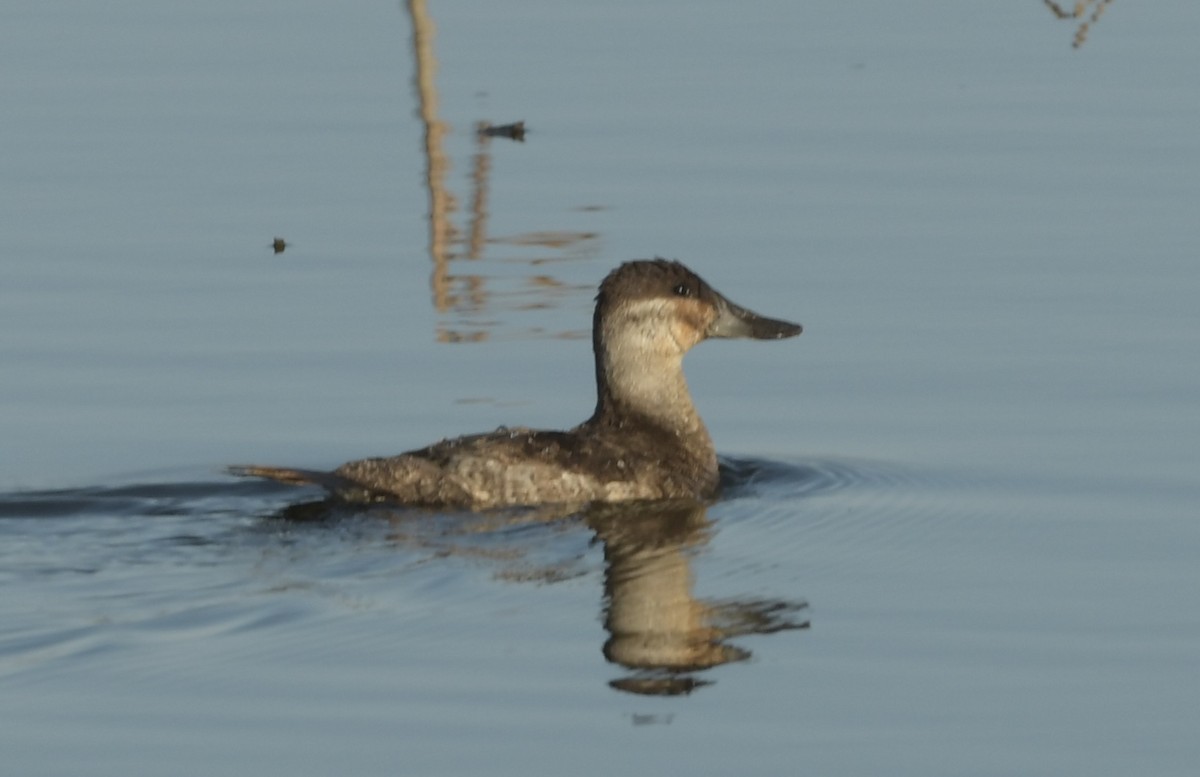 Ruddy Duck - ML615511556