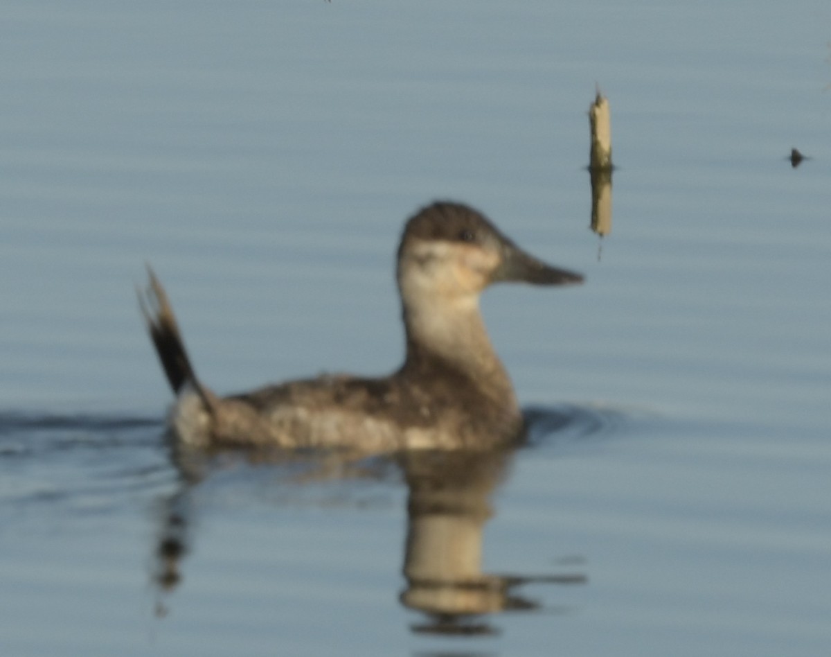 Ruddy Duck - ML615511557