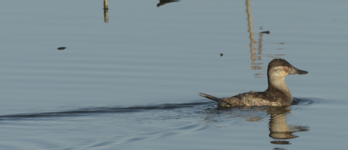 Ruddy Duck - ML615511558