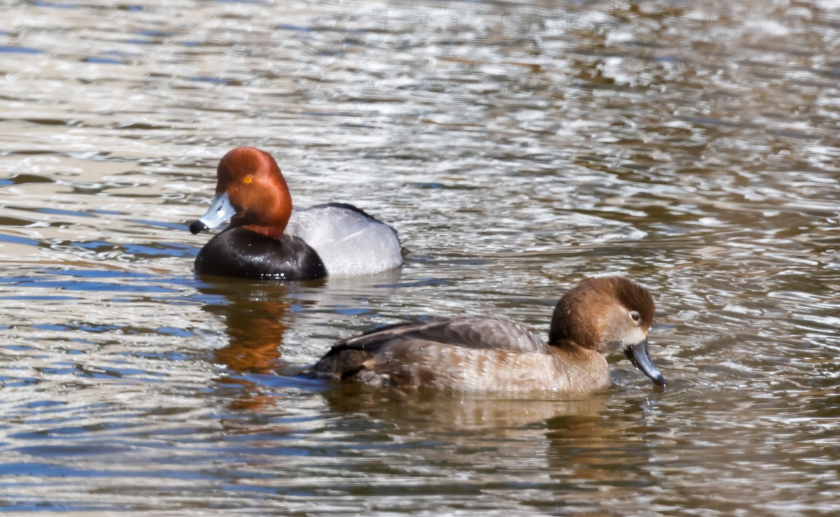 Redhead - Jim Brighton