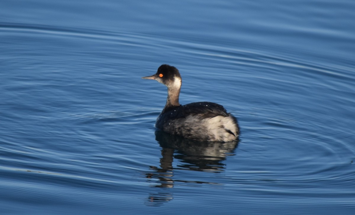 Eared Grebe - Steve Nord