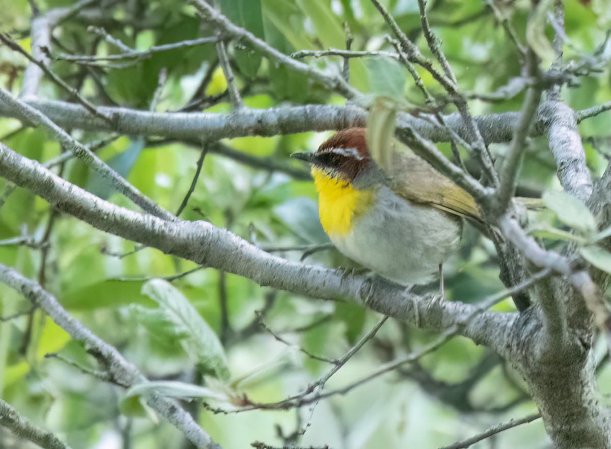 Rufous-capped Warbler - Anne Heyerly