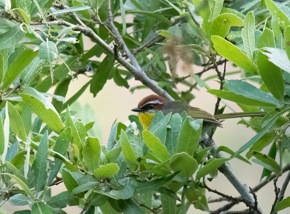 Rufous-capped Warbler - Anne Heyerly
