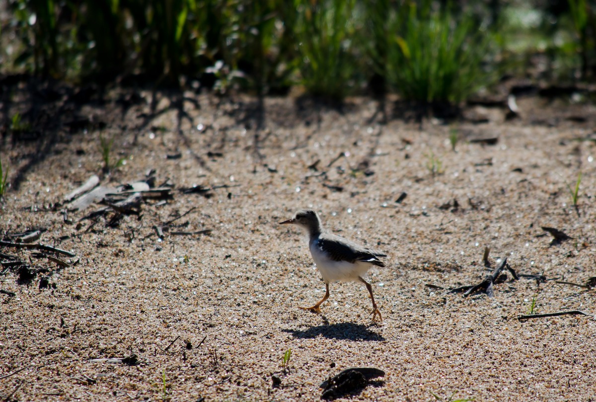 Spotted Sandpiper - Frank Fogarty