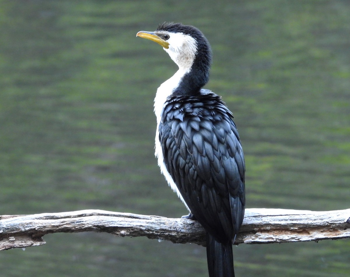 Little Pied Cormorant - ML615511714