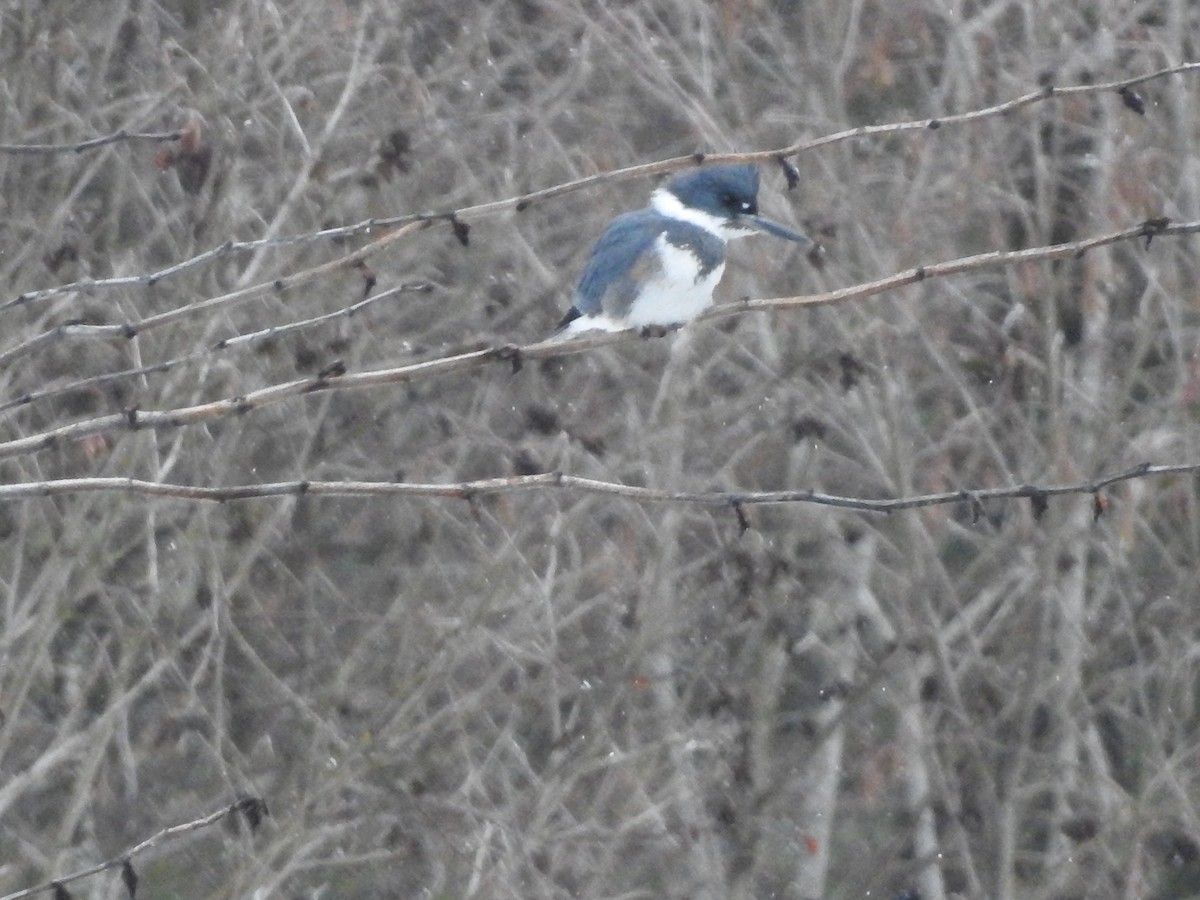 Belted Kingfisher - ML615511773