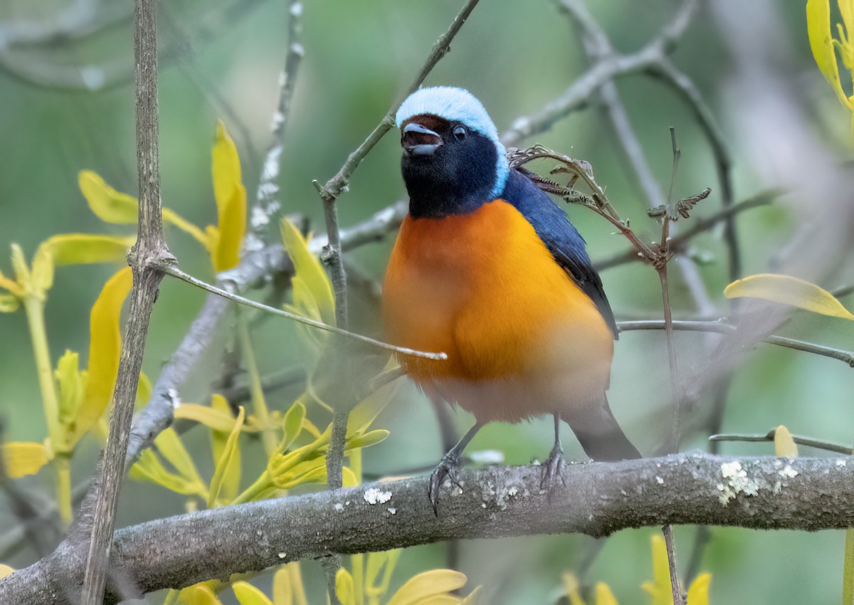 Elegant Euphonia - Anne Heyerly