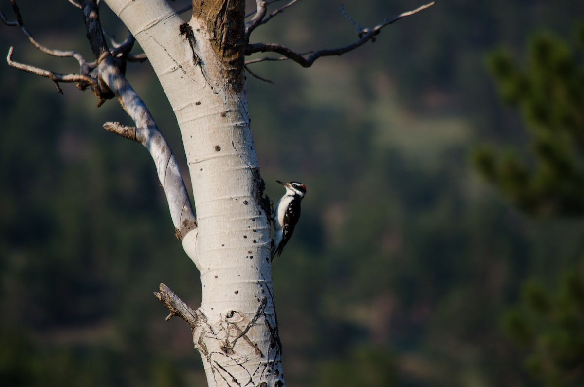 Hairy Woodpecker (Rocky Mts.) - ML615511825