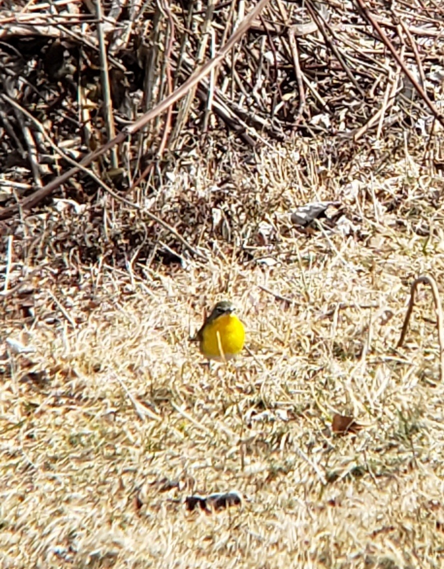Yellow-breasted Chat - ML615511826