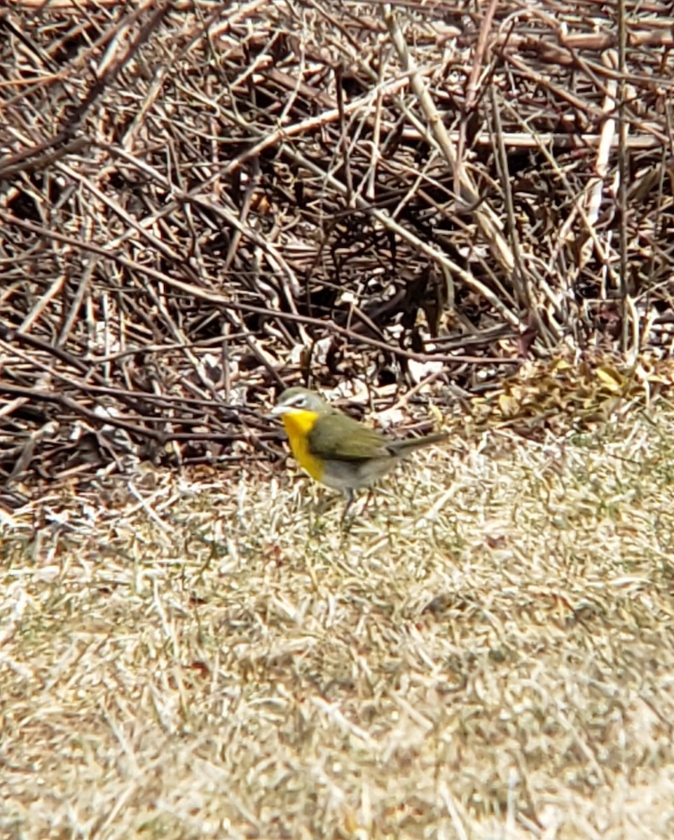 Yellow-breasted Chat - ML615511827