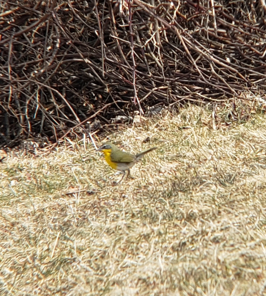Yellow-breasted Chat - ML615511828