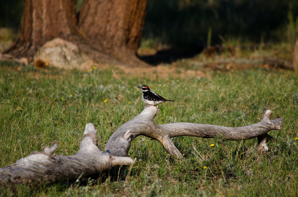 Hairy Woodpecker (Rocky Mts.) - ML615511829