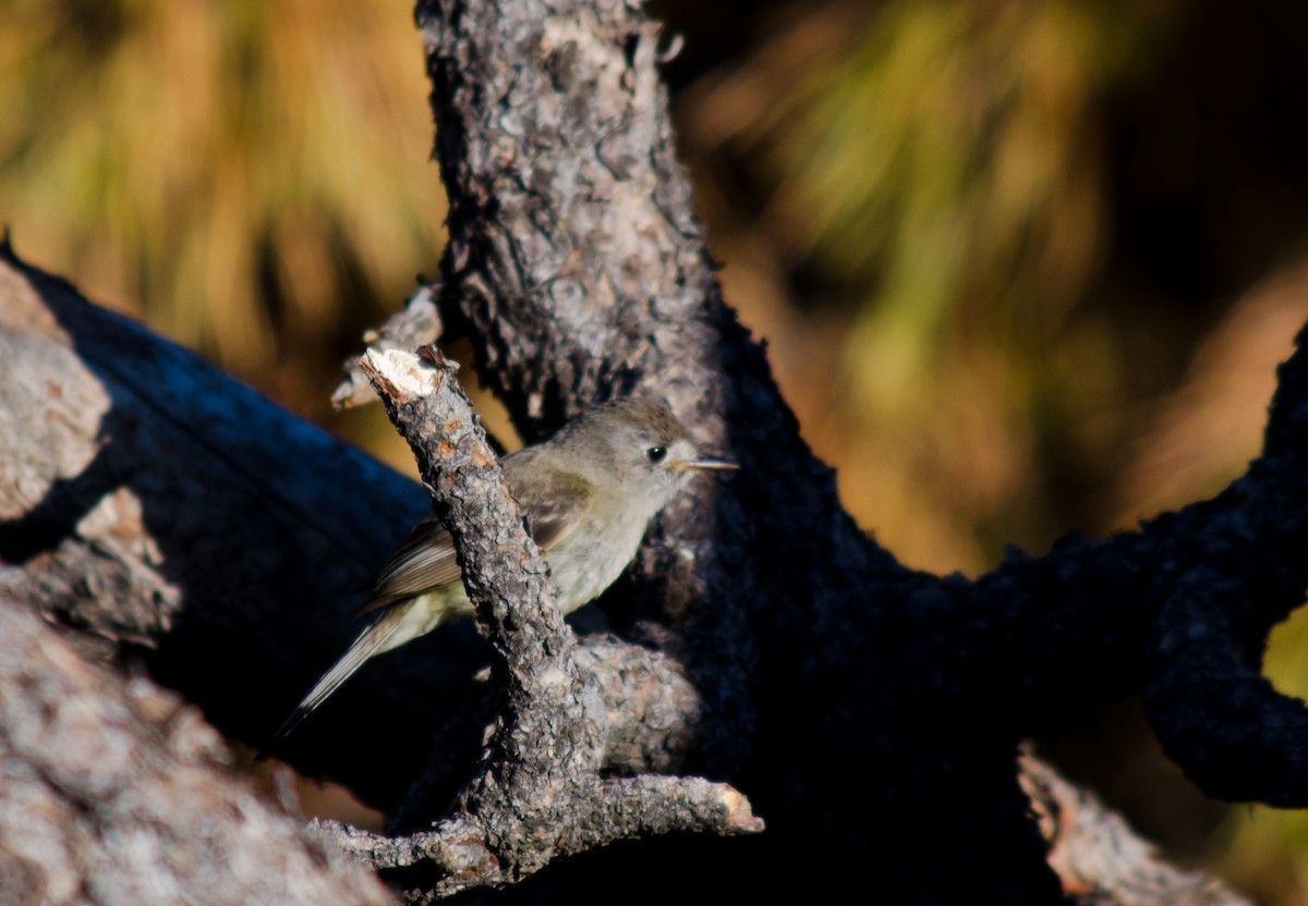 Dusky Flycatcher - Frank Fogarty