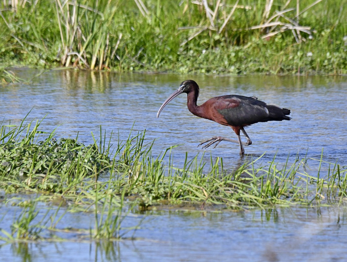 Glossy Ibis - ML615511854