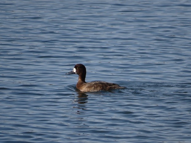 Greater Scaup - ML615511855