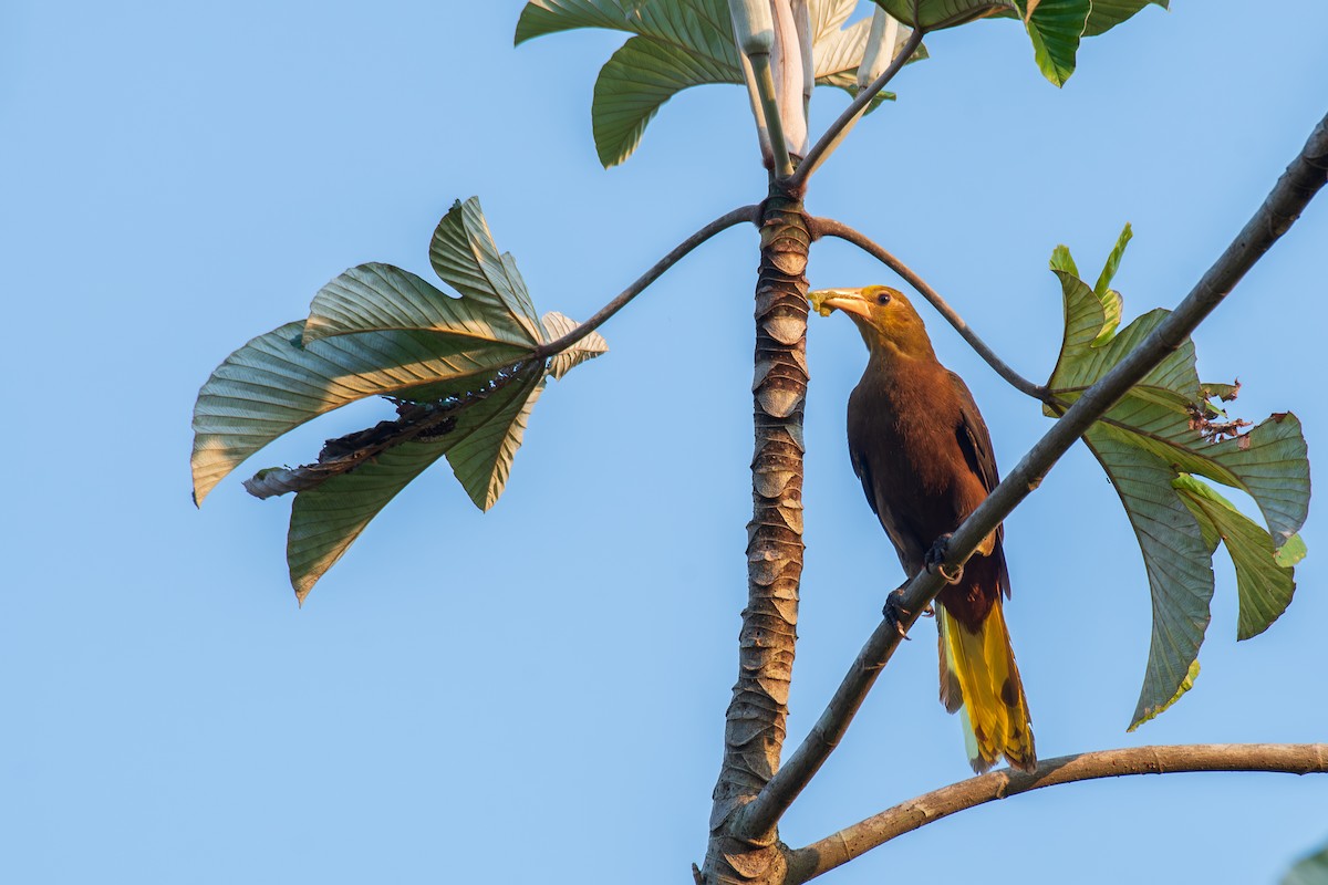 Russet-backed Oropendola - Victor Castanho