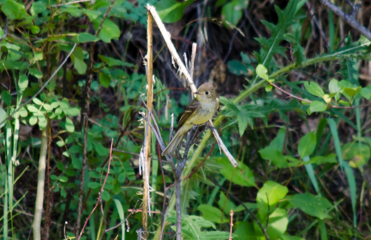 Western Flycatcher (Cordilleran) - ML615511866