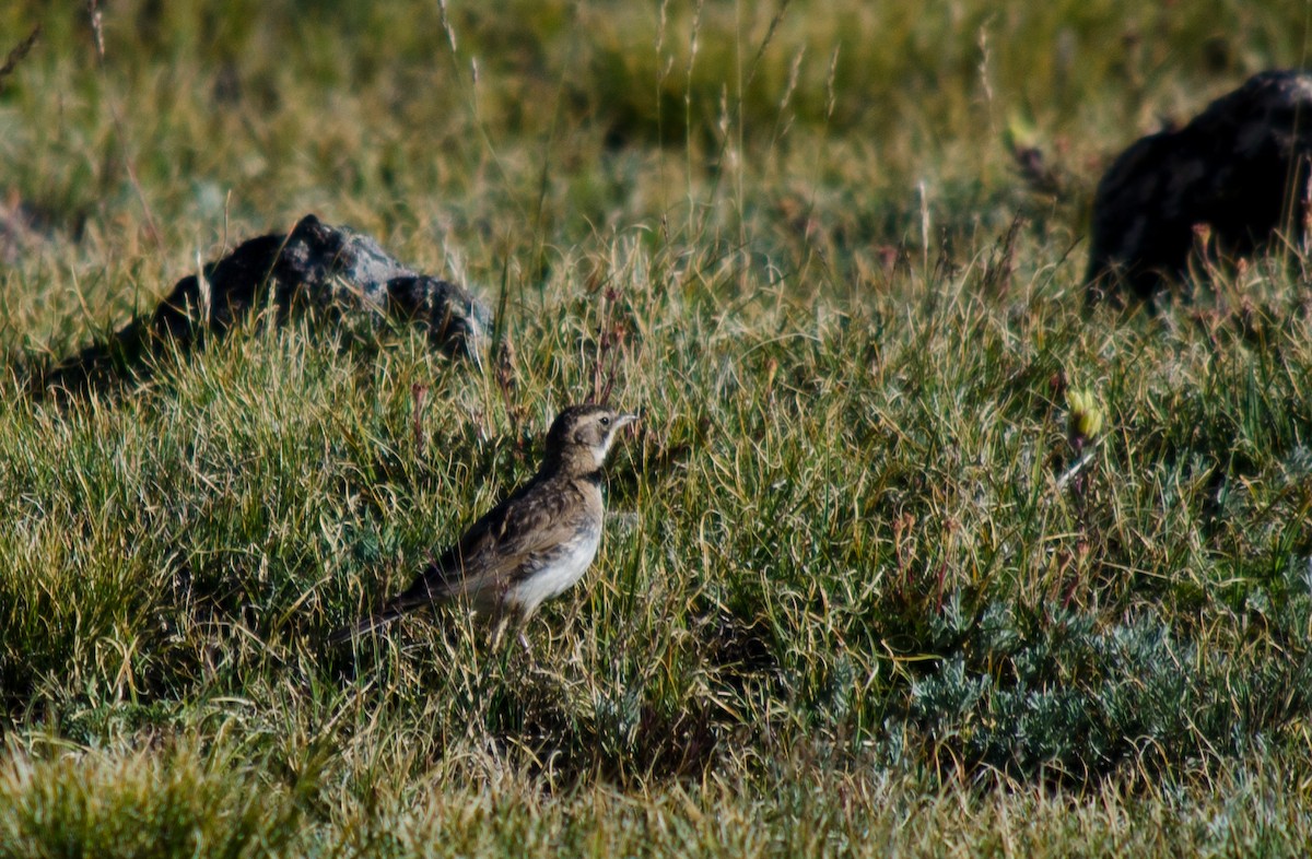 Horned Lark - ML615511908