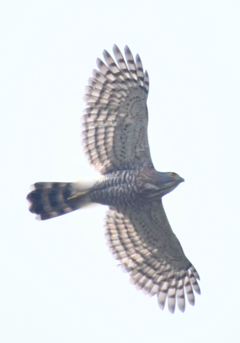 Crested Goshawk - ML615511948