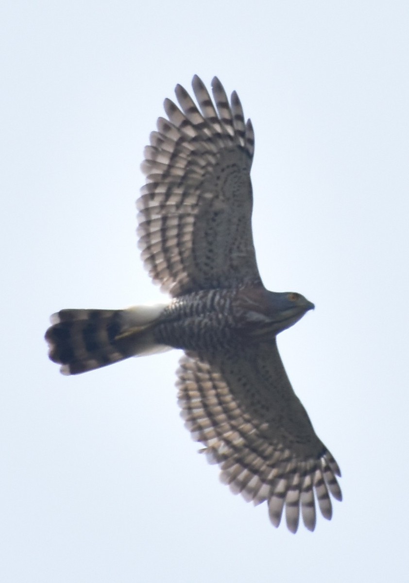 Crested Goshawk - Pravin Satoskar