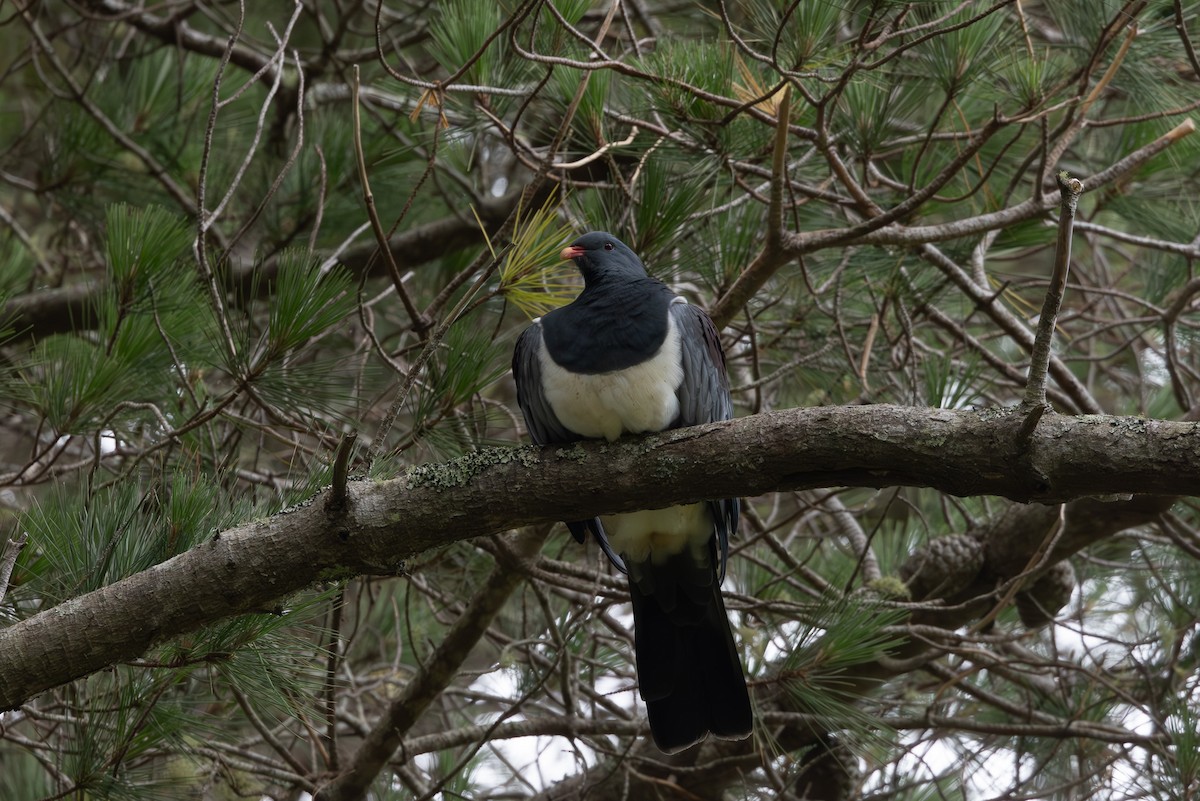 Chatham Island Pigeon - Jodi Webber