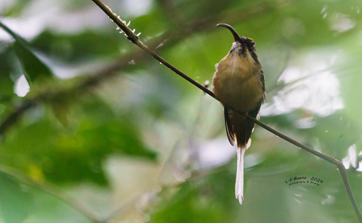 Tawny-bellied Hermit - LUIS ENRIQUE BUENO