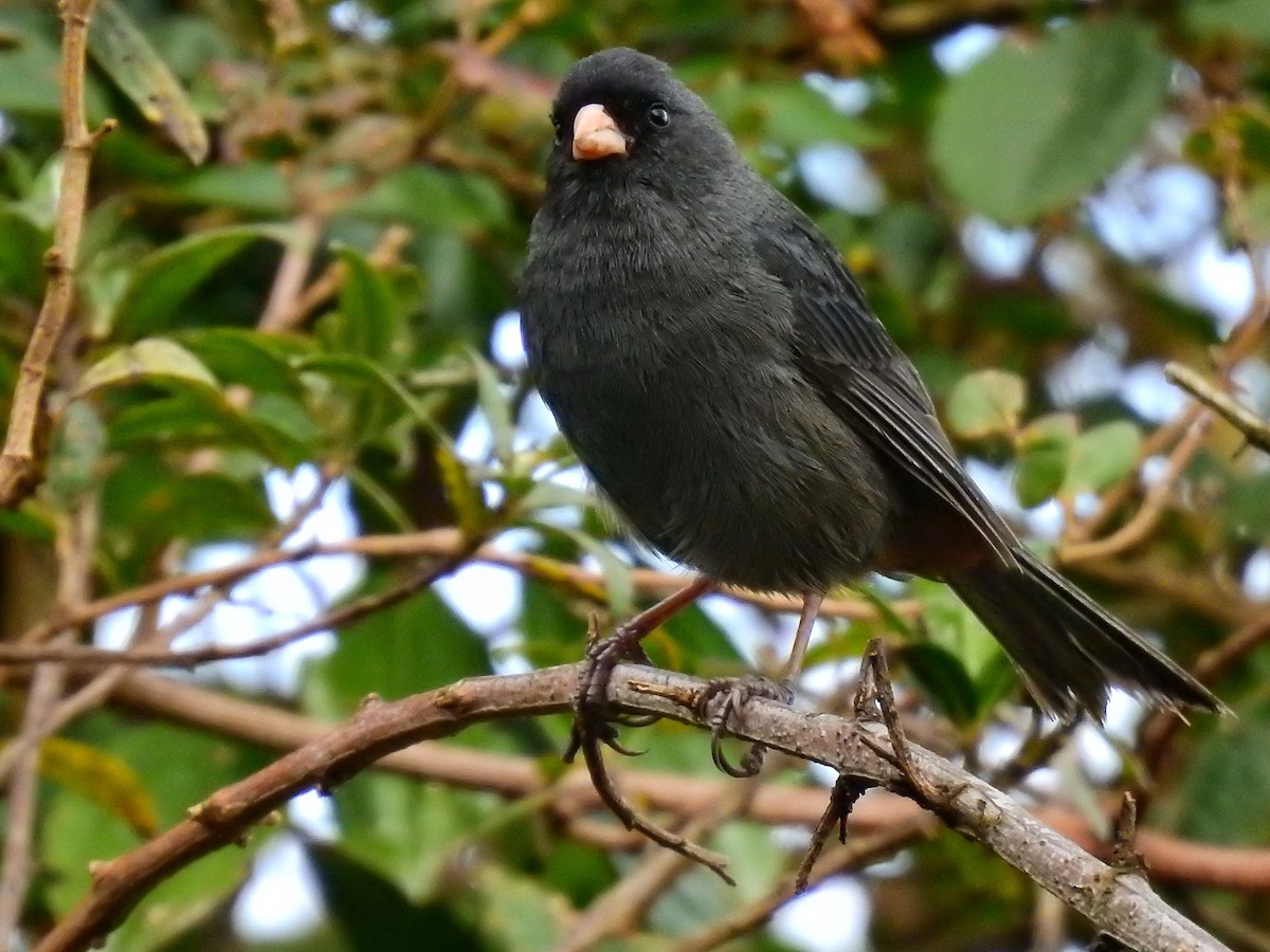 Paramo Seedeater - Esteban Poveda