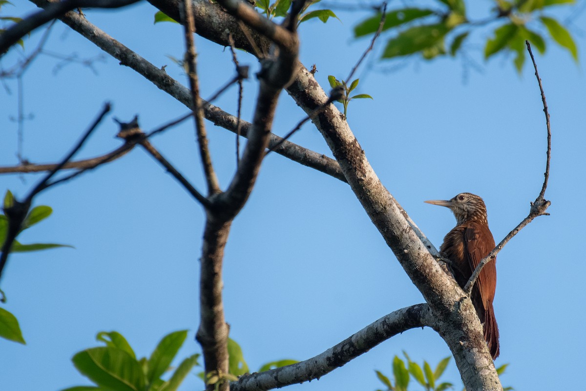 Straight-billed Woodcreeper - ML615512021