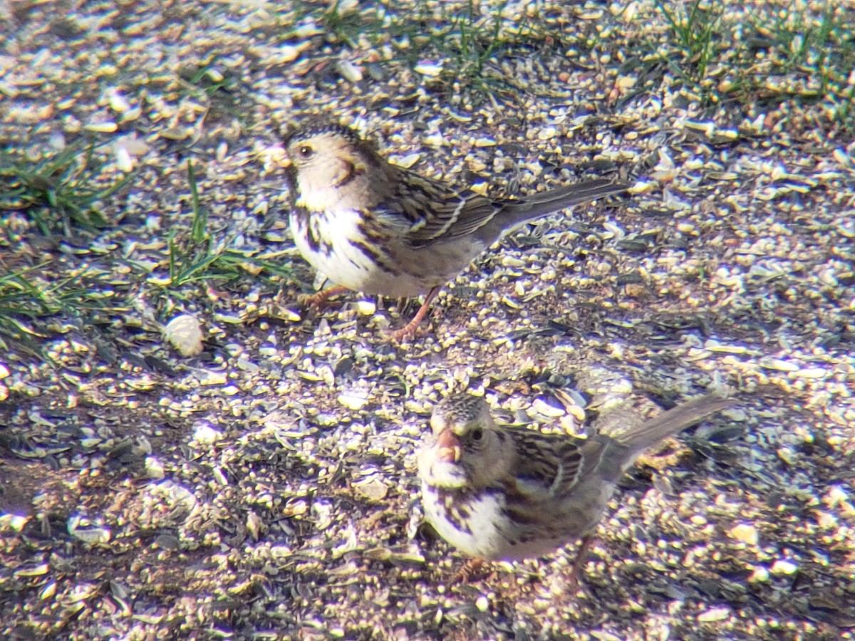 Harris's Sparrow - Michelle Spacek