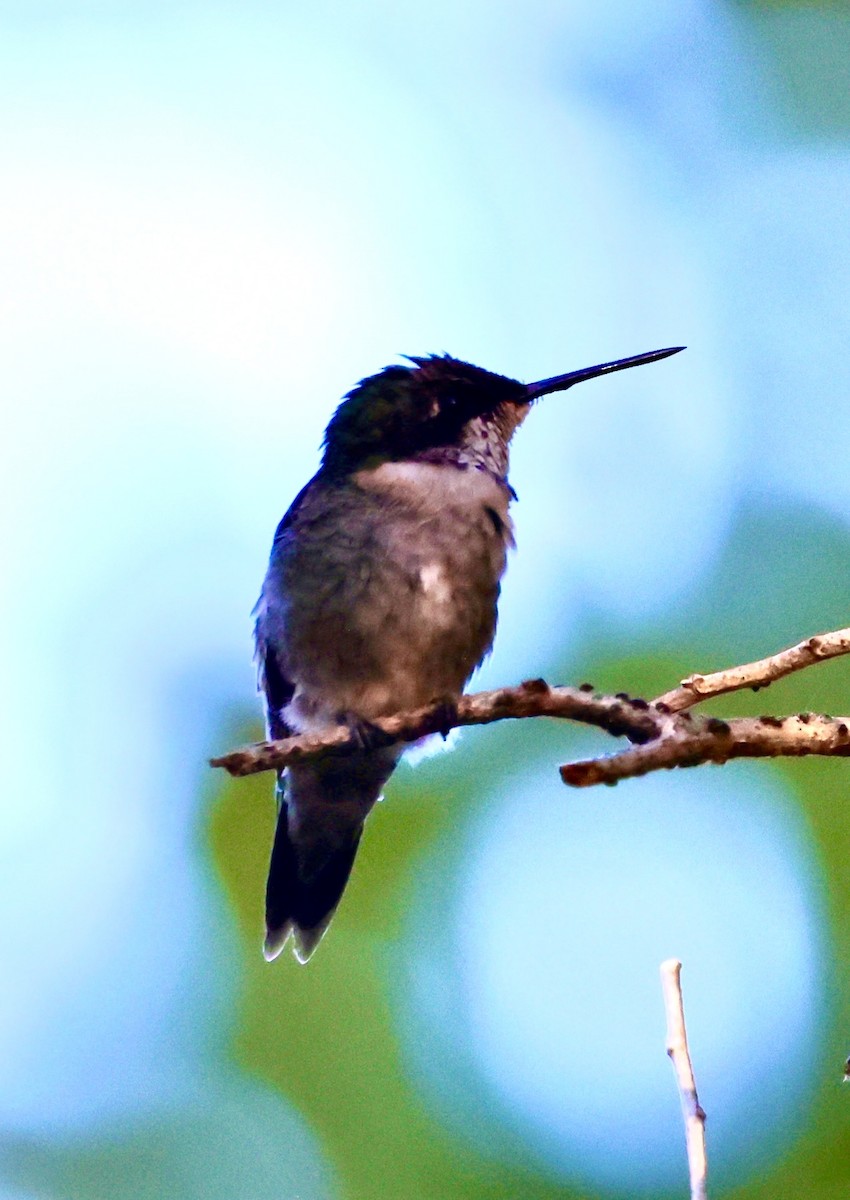 Ruby-throated Hummingbird - ML615512139