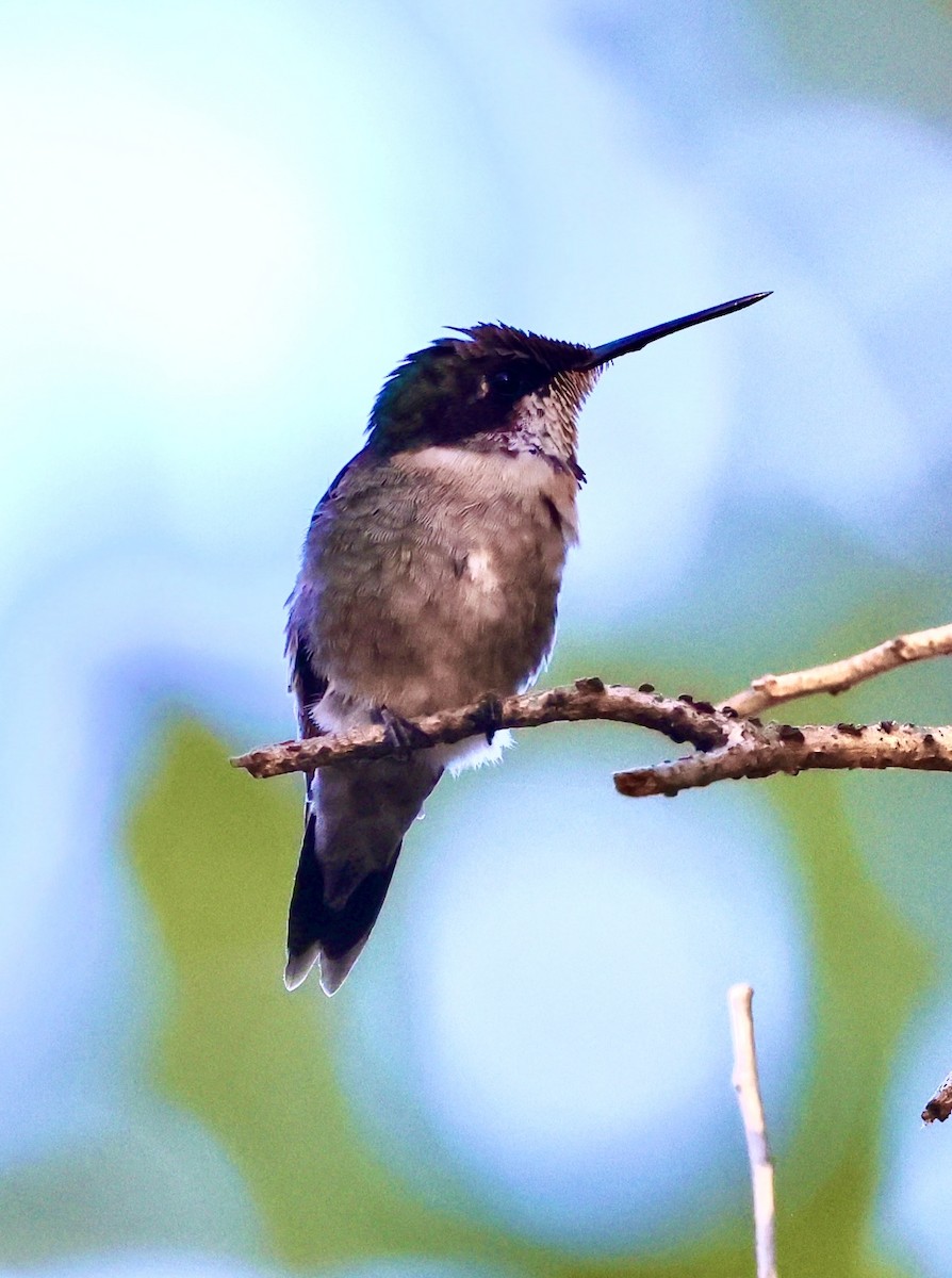 Ruby-throated Hummingbird - ML615512140