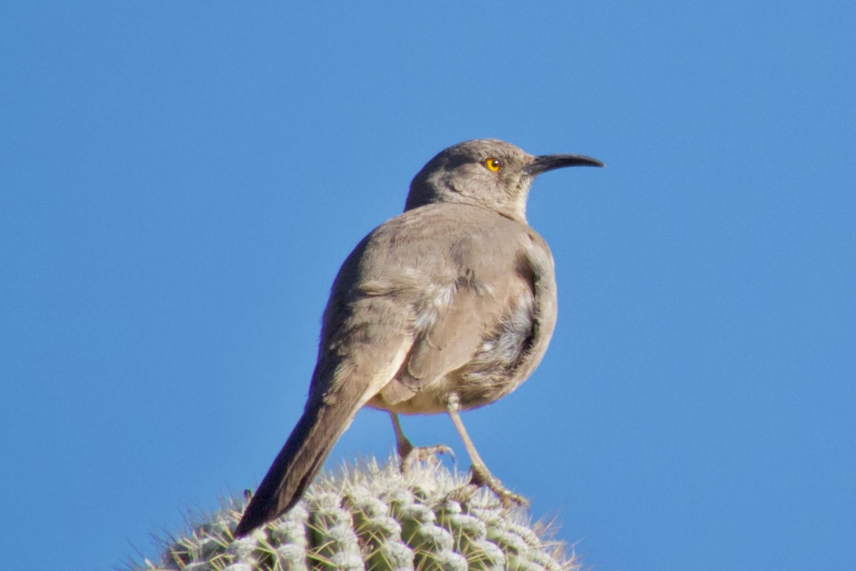 Curve-billed Thrasher - ML615512167