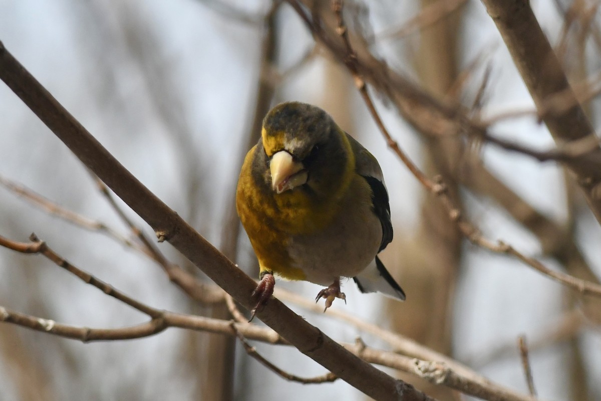 Evening Grosbeak - ML615512227