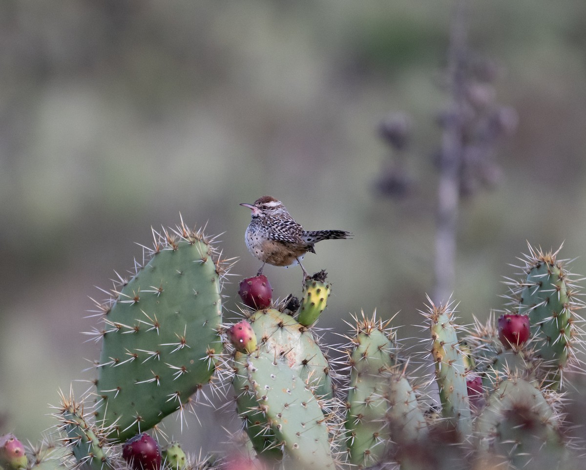 Troglodyte des cactus - ML615512263