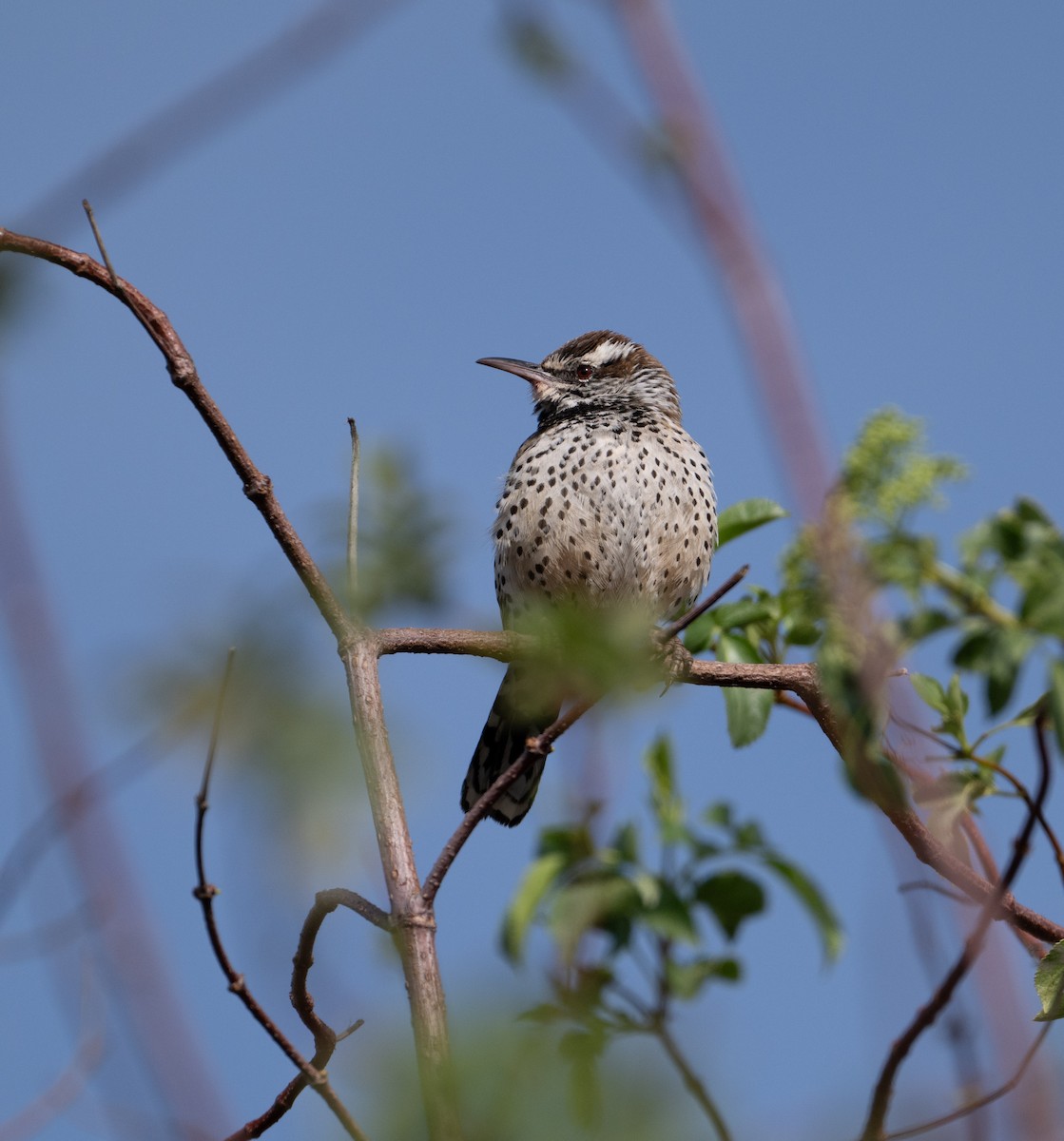 Cactus Wren - Melissa P