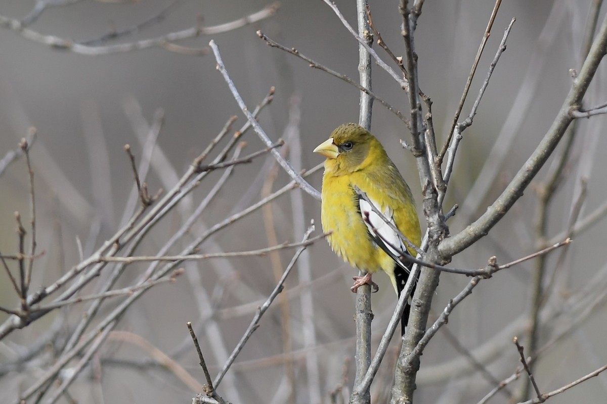 Evening Grosbeak - Henrique  Pacheco
