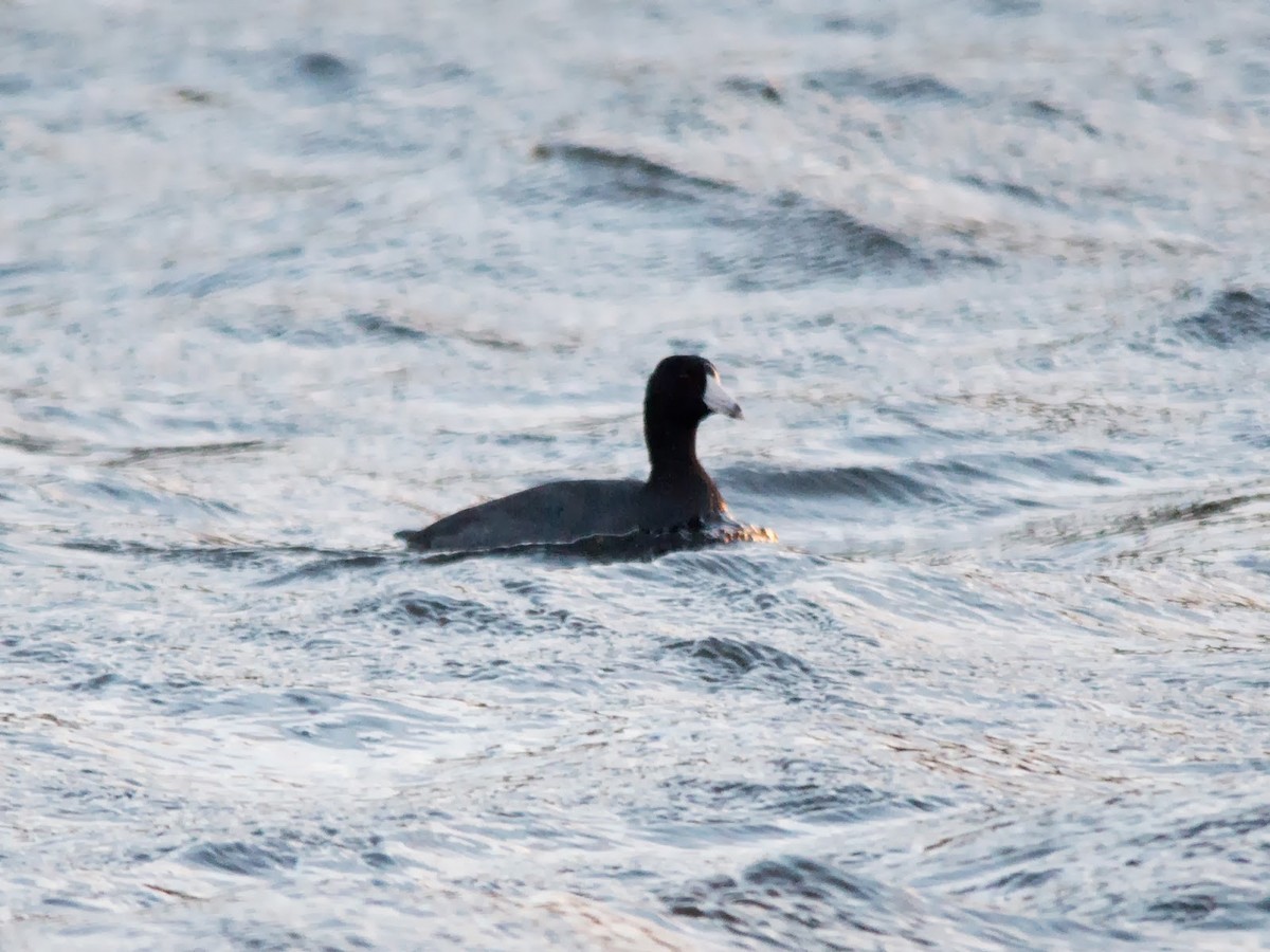 American Coot - David Campbell