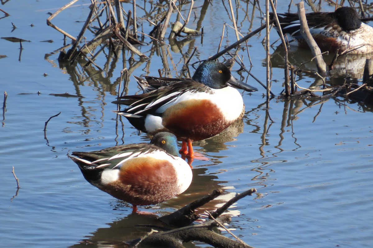 Northern Shoveler - ML615512333