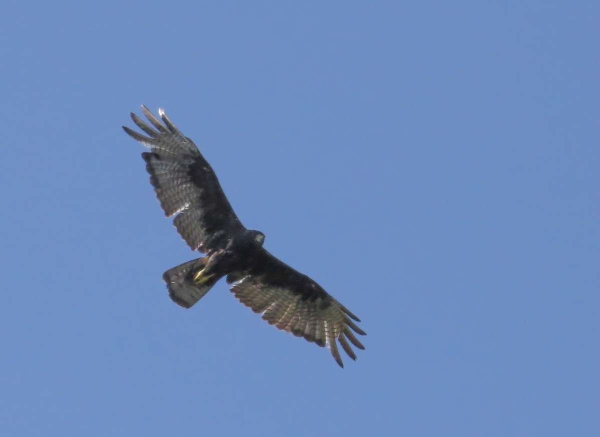 Zone-tailed Hawk - Anne Heyerly