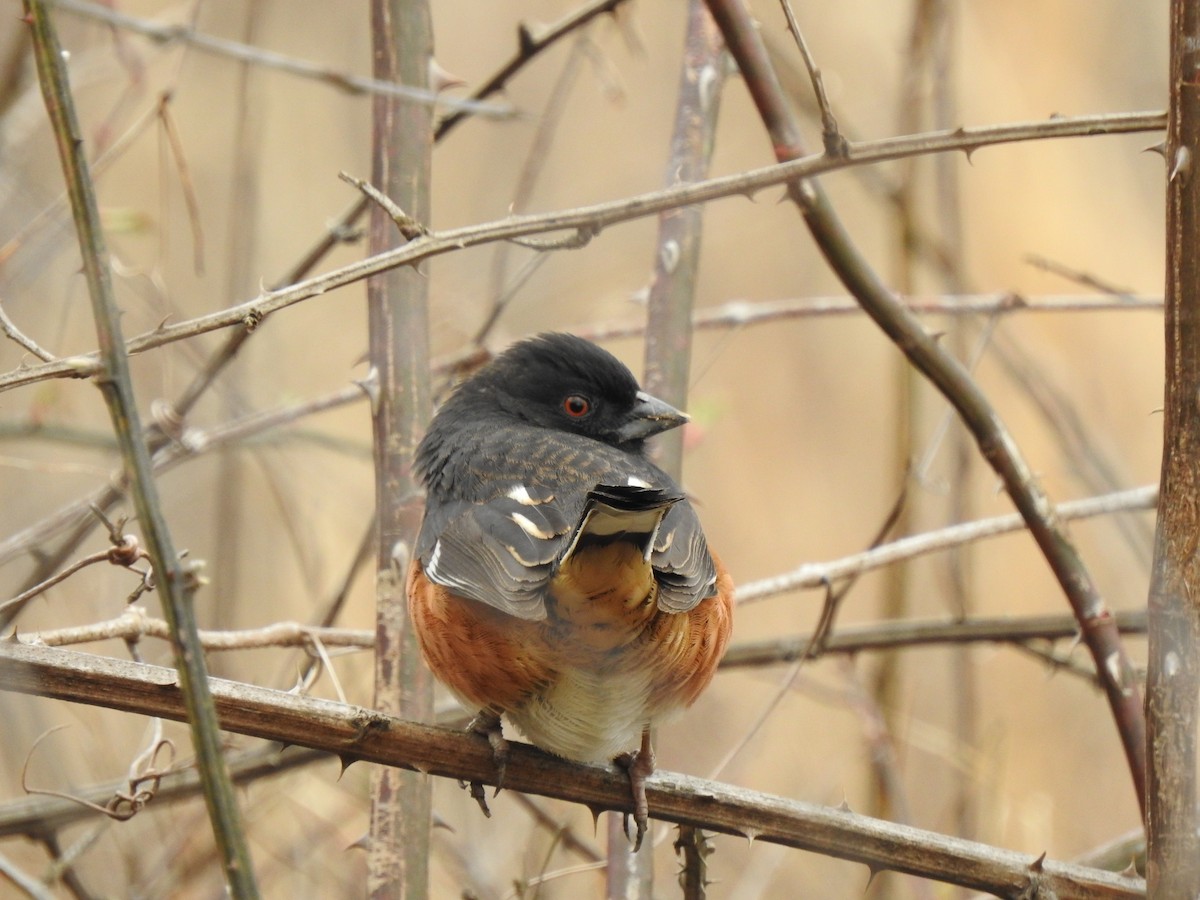 pipilo rudooký (ssp. erythrophthalmus/canaster) - ML615512340