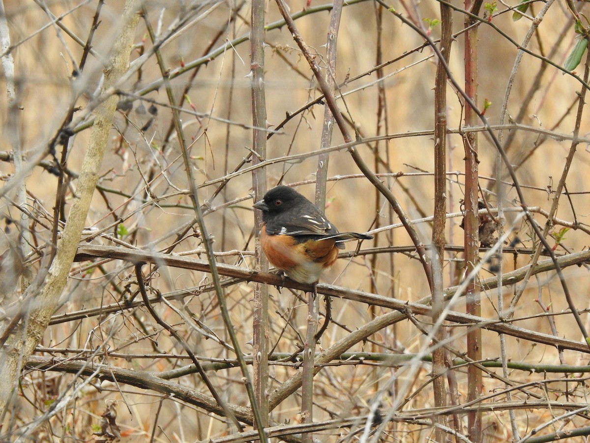 ワキアカトウヒチョウ（erythrophthalmus／canaster） - ML615512341